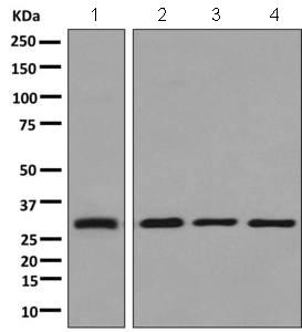 Western blot - Anti-AUH antibody [EPR11086(B)] - BSA and Azide free (AB249324), expandable thumbnail