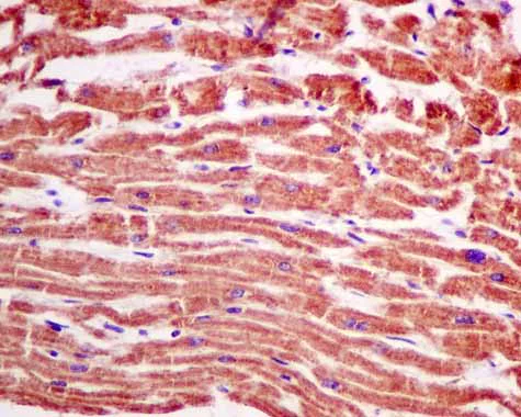 Immunohistochemistry (Formalin/PFA-fixed paraffin-embedded sections) - Anti-AUH antibody [EPR11087(B)] - BSA and Azide free (AB215823)