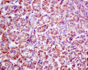 Immunohistochemistry (Formalin/PFA-fixed paraffin-embedded sections) - Anti-AUH antibody [EPR11087(B)] - BSA and Azide free (AB215823)