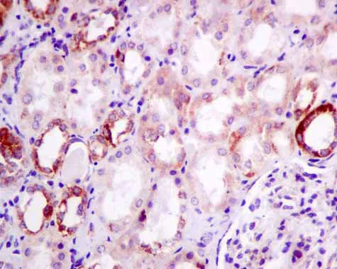 Immunohistochemistry (Formalin/PFA-fixed paraffin-embedded sections) - Anti-AUH antibody [EPR11087(B)] - BSA and Azide free (AB215823)