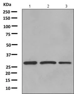 Western blot - Anti-AUH antibody [EPR11087(B)] - BSA and Azide free (AB215823)