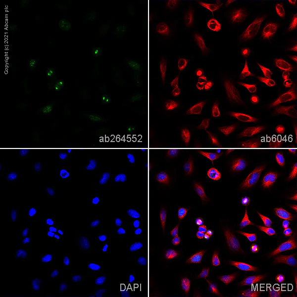 Immunocytochemistry/ Immunofluorescence - Anti-Aurora A antibody [35C1] (AB13824)
