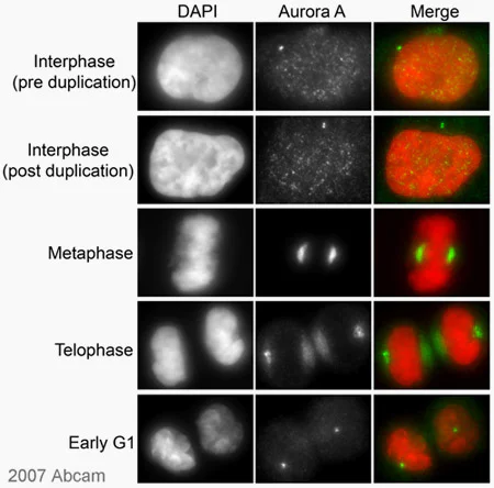 Immunocytochemistry/ Immunofluorescence - Anti-Aurora A antibody [35C1] (AB13824)