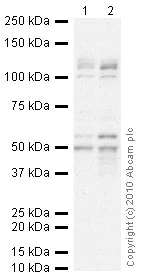Western blot - Anti-Aurora A antibody [35C1] (AB13824)