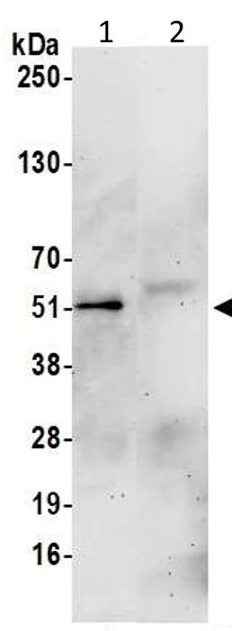 Immunoprecipitation - Anti-Aurora A antibody - Centrosome Marker (AB1287)
