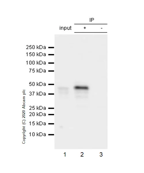 Immunoprecipitation - Anti-Aurora A antibody [EP1008Y] (AB52973)