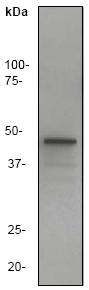 Western blot - Anti-Aurora A antibody [EP1008Y] (AB52973)