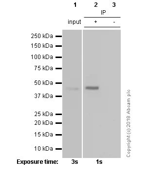 Immunoprecipitation - Anti-Aurora A antibody [EPR5026] - BSA and Azide free (AB247643)