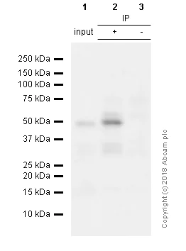 Immunoprecipitation - Anti-Aurora A antibody [EPR5026] - BSA and Azide free (AB247643)