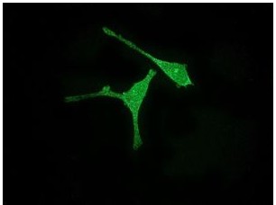 Immunocytochemistry/ Immunofluorescence - Anti-Aurora A antibody [EPR5026] - Centrosome Marker (AB108353)