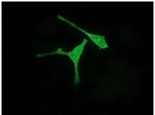 Immunocytochemistry/ Immunofluorescence - Anti-Aurora A antibody [EPR5026] - Centrosome Marker (AB108353)