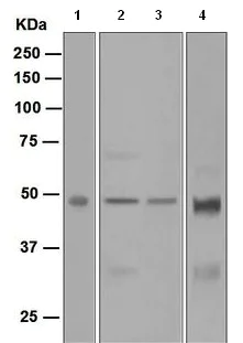 Western blot - Anti-Aurora A antibody [EPR5026] - Centrosome Marker (AB108353)