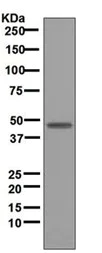 Western blot - Anti-Aurora A antibody [EPR5026] - Centrosome Marker (AB108353)