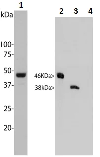 Western blot - Anti-Aurora A + B antibody [3H1] (AB190374)