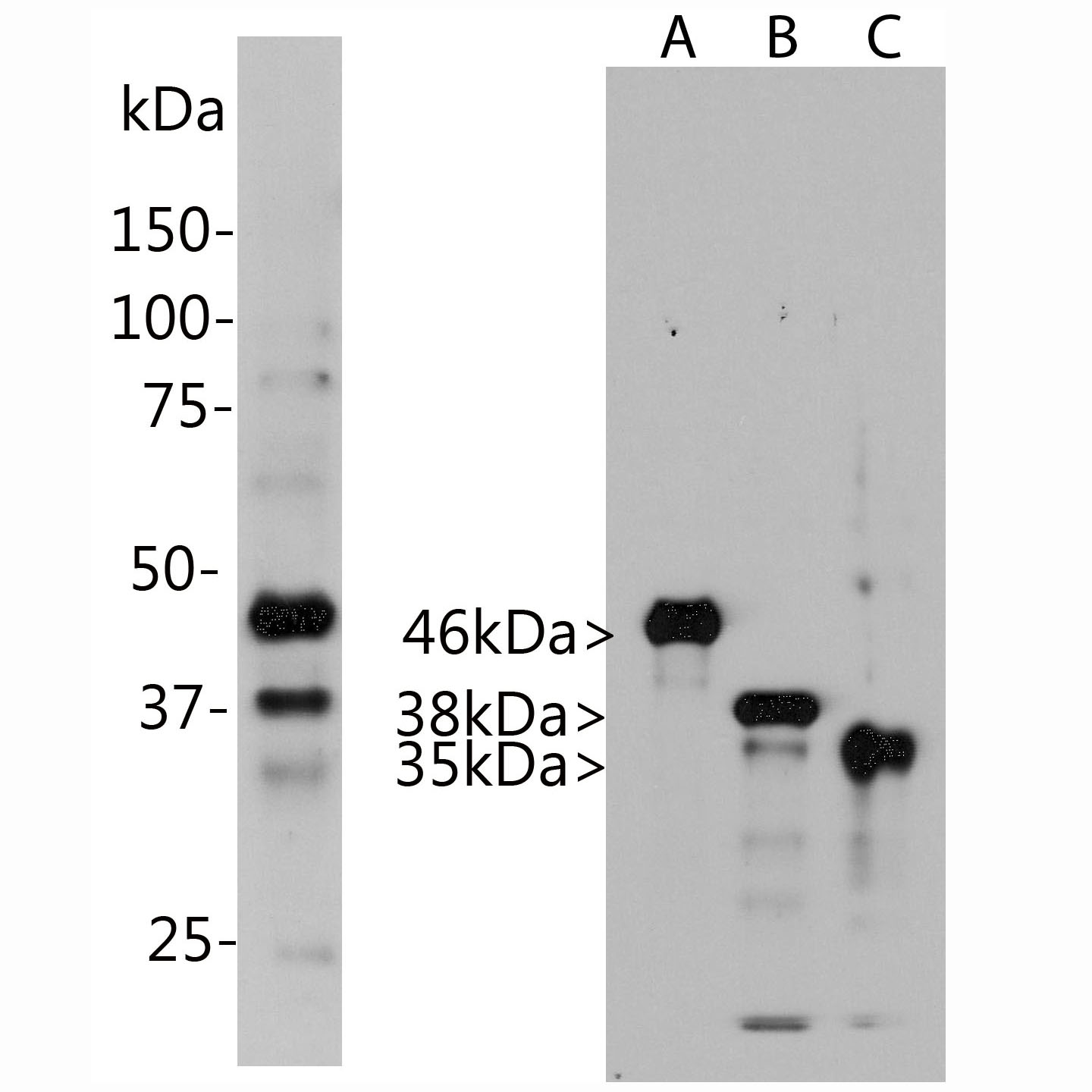 Western blot - Anti-Aurora A+B+C antibody [4A7] (AB315209), expandable thumbnail
