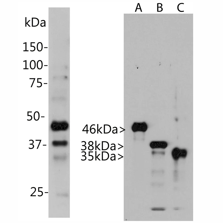 Western blot - Anti-Aurora A+B+C antibody [4A7] (AB315209)