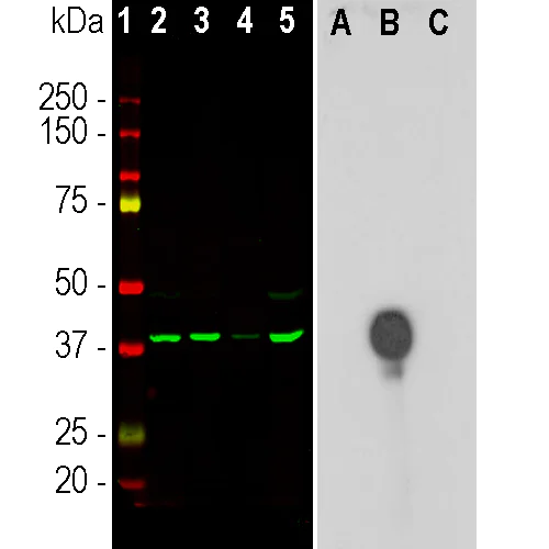 Western blot - Anti-Aurora B antibody [3F11] (AB315204)