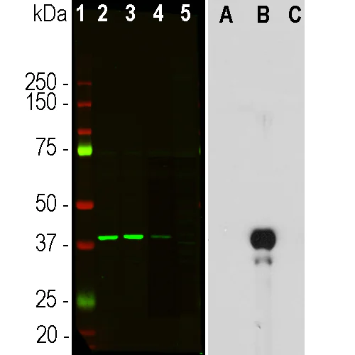 Western blot - Anti-Aurora B antibody [6G2] (AB315206)