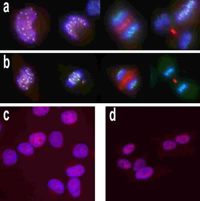 Immunocytochemistry/ Immunofluorescence - Anti-Aurora B antibody (AB2254)