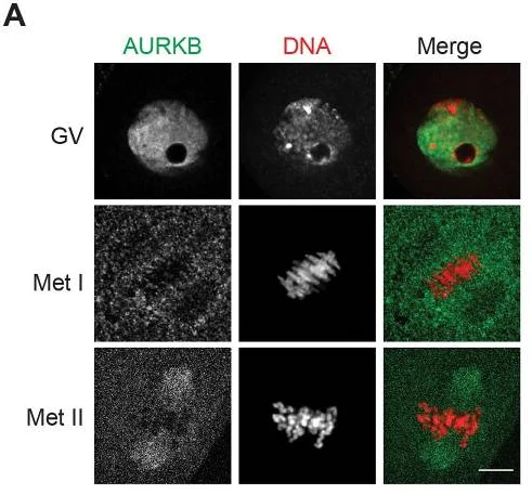 Immunocytochemistry/ Immunofluorescence - Anti-Aurora B antibody (AB2254)