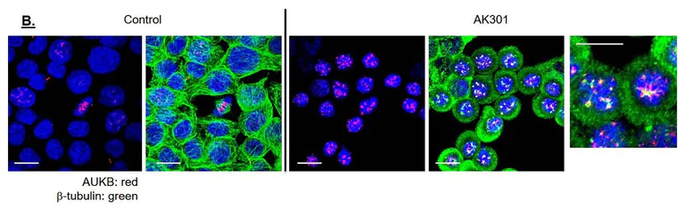 Immunocytochemistry/ Immunofluorescence - Anti-Aurora B antibody (AB2254)