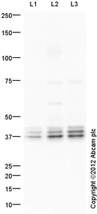 Western blot - Anti-Aurora B antibody (AB2254)