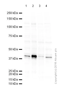 Western blot - Anti-Aurora B antibody (AB2254)