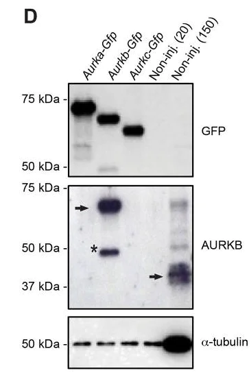 Western blot - Anti-Aurora B antibody (AB2254)