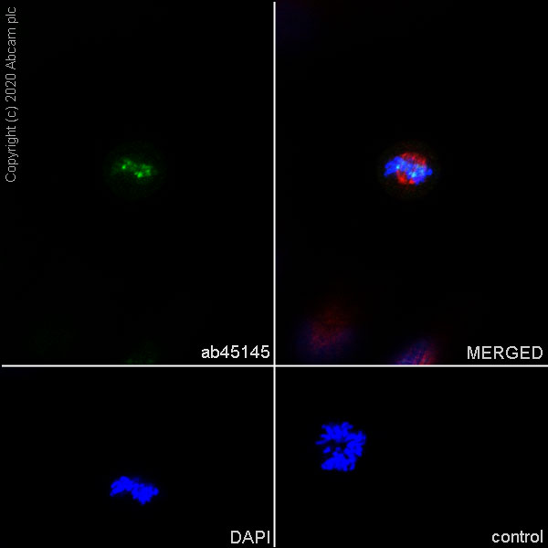 Immunocytochemistry/ Immunofluorescence - Anti-Aurora B antibody [EP1009Y] (AB45145), expandable thumbnail