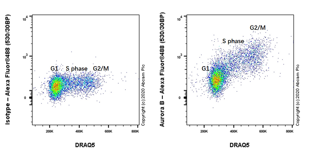 Flow Cytometry (Intracellular) - Anti-Aurora B antibody [EP1009Y] - BSA and Azide free (AB239837), expandable thumbnail