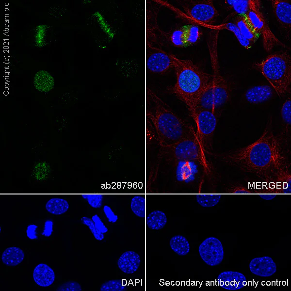 Immunocytochemistry/ Immunofluorescence - Anti-Aurora B antibody [EPR25417-73] (AB287960)
