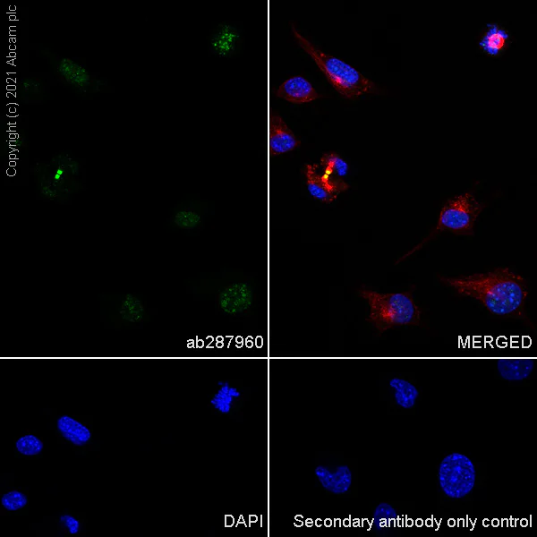 Immunocytochemistry/ Immunofluorescence - Anti-Aurora B antibody [EPR25417-73] - BSA and Azide free (AB287965)