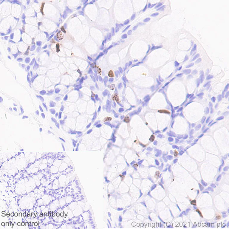 Immunohistochemistry (Formalin/PFA-fixed paraffin-embedded sections) - Anti-Aurora B antibody [EPR25417-73] - BSA and Azide free (AB287965)