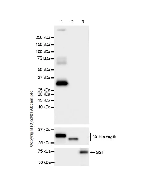 Western blot - Anti-Aurora B antibody [EPR25417-73] - BSA and Azide free (AB287965)