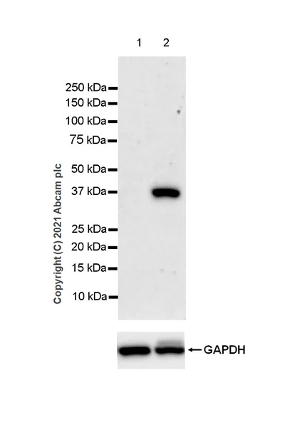 Western blot - Anti-Aurora B antibody [EPR25417-73] - BSA and Azide free (AB287965)