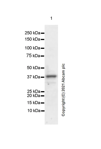 Western blot - Anti-Aurora B antibody [EPR25417-73] - BSA and Azide free (AB287965)