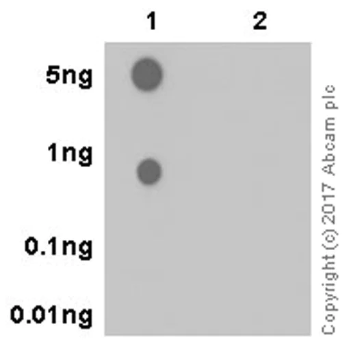 Dot Blot - Anti-Aurora B (phospho S227) antibody [EPR20389] (AB210706)