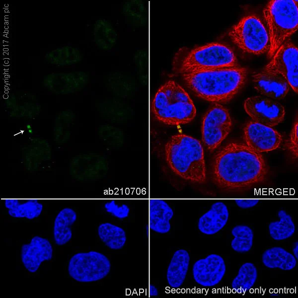 Immunocytochemistry/ Immunofluorescence - Anti-Aurora B (phospho S227) antibody [EPR20389] (AB210706)