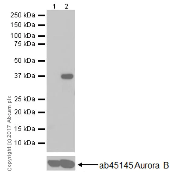 Western blot - Anti-Aurora B (phospho S227) antibody [EPR20389] - BSA and Azide free (AB251522)