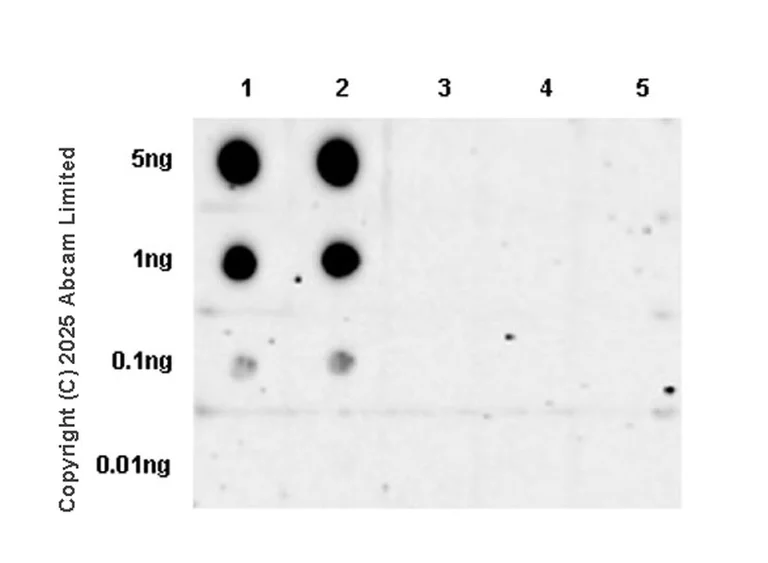 Dot Blot - Anti-Aurora kinase A (phospho T288) antibody [EPR28759-80] (AB324635)