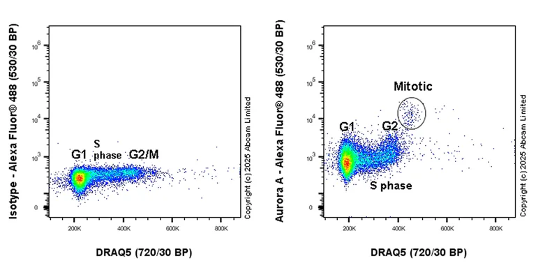 Flow Cytometry (Intracellular) - Anti-Aurora kinase A (phospho T288) antibody [EPR28759-80] (AB324635)