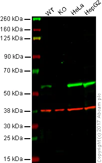 Western blot - Autophagy Analysis (ATG16L1, ATG16L1 pS278, SQSTM1, LC3B, Ubiquitin, M6PR) Antibody Sampler Panel (AB269811)