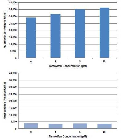 Functional Studies - Autophagy/Cytotoxicity Dual Staining Kit (AB133075)