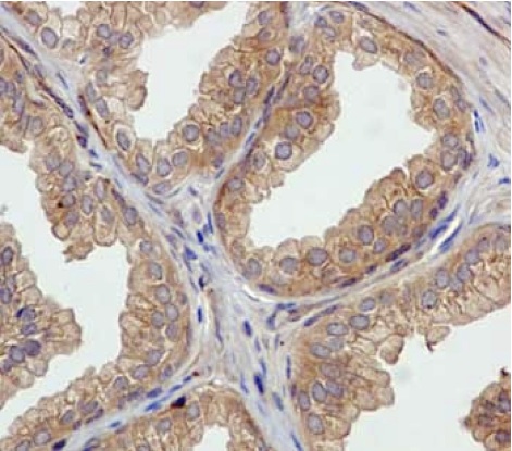 Immunohistochemistry (Formalin/PFA-fixed paraffin-embedded sections) - Autophagy Marker (APG5L/ATG5, ATG16L1, ATG4B, ATG9A, Beclin 1, LC3B) Antibody Sampler Panel (AB228525), expandable thumbnail