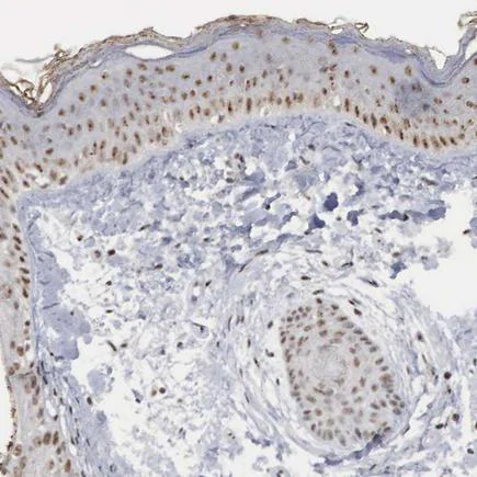 Immunohistochemistry (Formalin/PFA-fixed paraffin-embedded sections) - Anti-AUTS2 antibody (AB224035)
