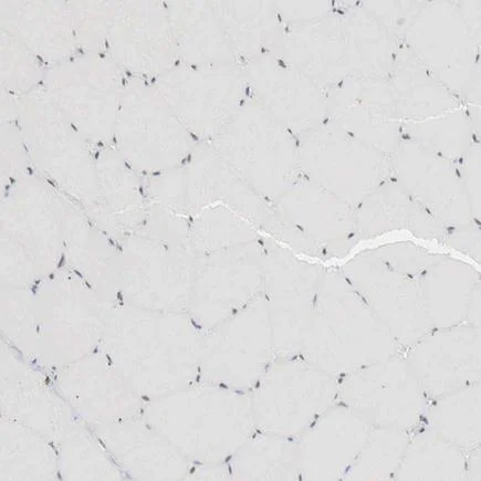 Immunohistochemistry (Formalin/PFA-fixed paraffin-embedded sections) - Anti-AUTS2 antibody (AB224035)