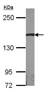 Western blot - Anti-AUTS2 antibody (AB96326)