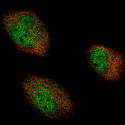 Immunocytochemistry/ Immunofluorescence - Anti-AUTS2 antibody [CL7067] (AB243042)
