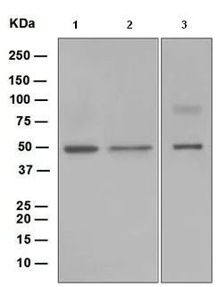Western blot - Anti-AVEN antibody [EP4721] - BSA and Azide free (AB247644)