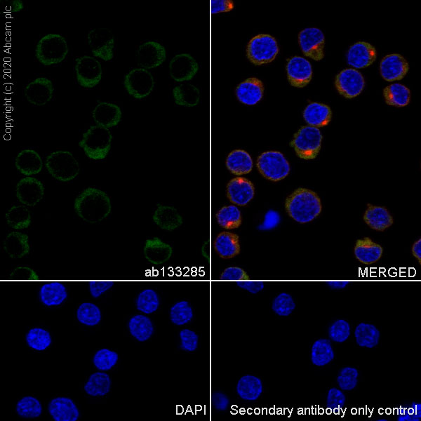 Immunocytochemistry/ Immunofluorescence - Anti-AVEN antibody [EPR4720] (AB133285)